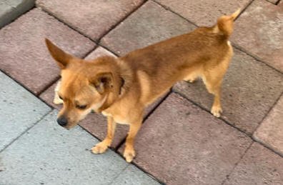 Snickers, an adoptable Miniature Pinscher, Chihuahua in Vernonia, OR, 97064 | Photo Image 3