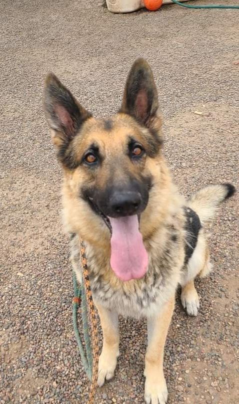 Dog for adoption - Drake, a German Shepherd Dog in Phoenix, AZ | Petfinder