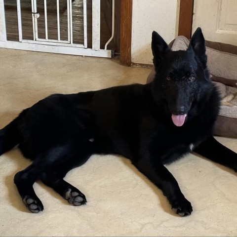 Onyx, an adoptable German Shepherd Dog in Galesburg, IL, 61401 | Photo Image 1