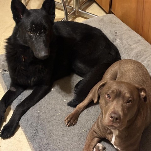 Onyx, an adoptable German Shepherd Dog in Galesburg, IL, 61401 | Photo Image 2