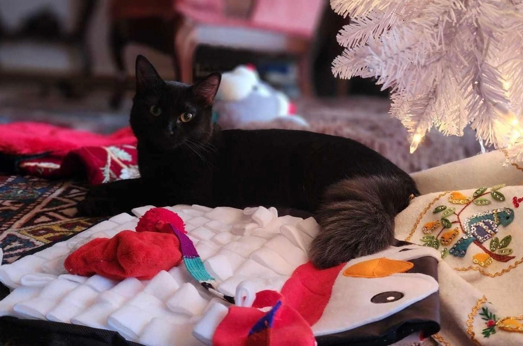 Betty Boop, an adoptable Domestic Long Hair in Hoover , AL, 35226 | Photo Image 1