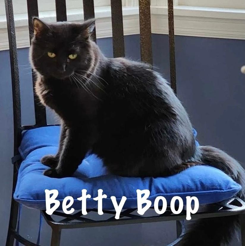 Betty Boop, an adoptable Domestic Long Hair in Hoover , AL, 35226 | Photo Image 1