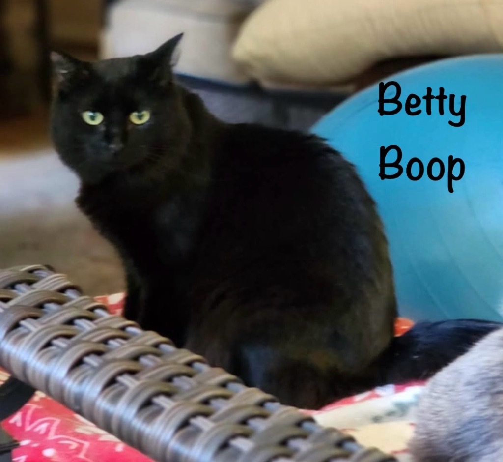 Betty Boop, an adoptable Domestic Long Hair in Hoover , AL, 35226 | Photo Image 1