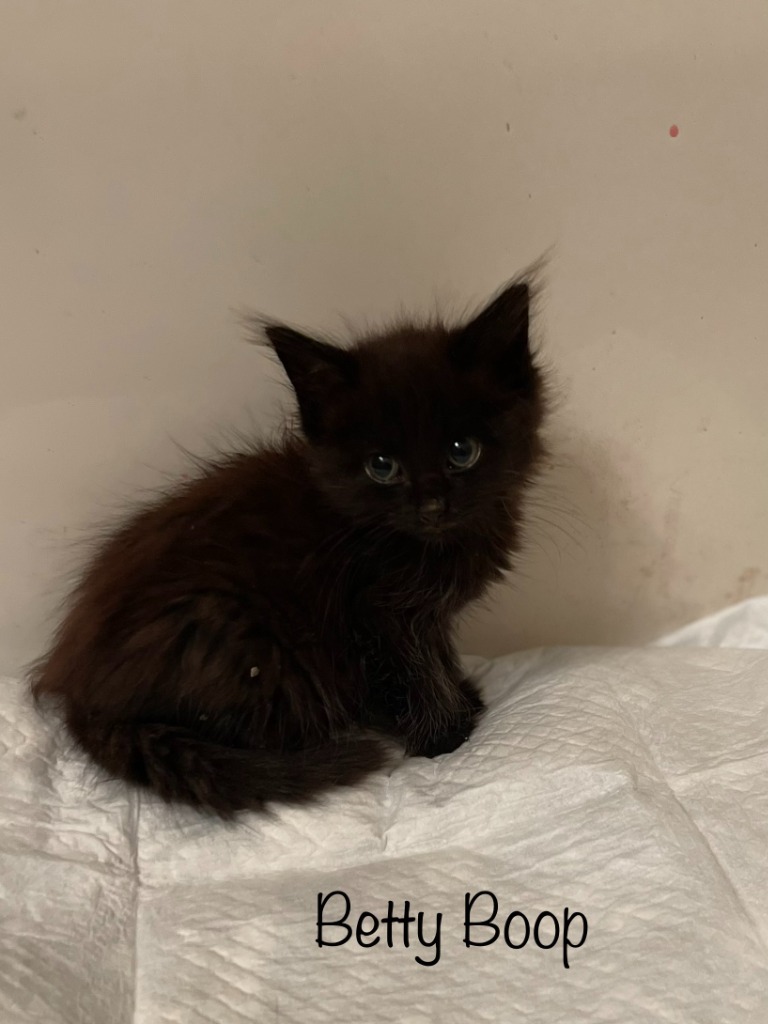 Betty Boop, an adoptable Domestic Long Hair in Hoover , AL, 35226 | Photo Image 3