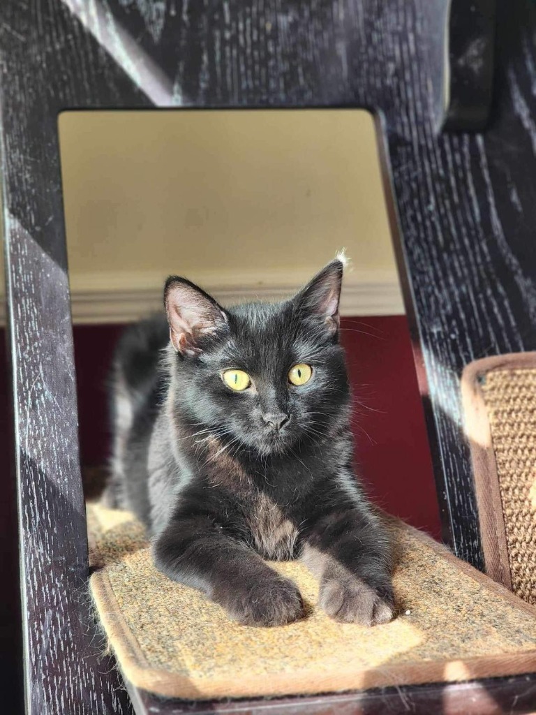 Betty Boop, an adoptable Domestic Long Hair in Hoover , AL, 35226 | Photo Image 5