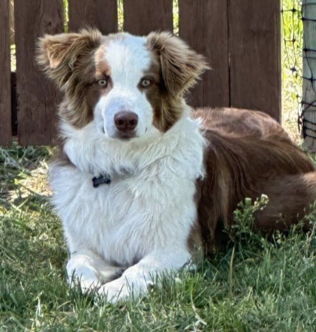 Dog for adoption - Scout, an Australian Shepherd in Denver, CO | Petfinder