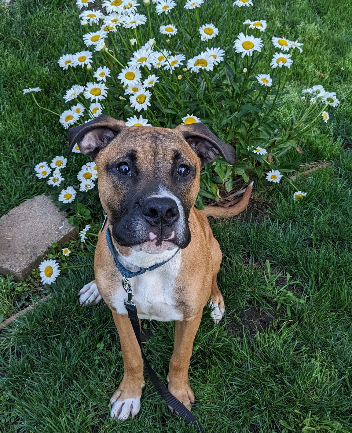 Cruz, an adoptable Boxer in Stanwood, WA, 98292 | Photo Image 3