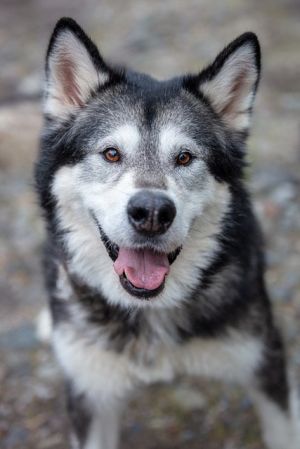 YUKI Alaskan Malamute Dog