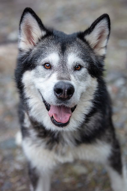 YUKI, an adoptable Alaskan Malamute in Seattle, WA, 98175 | Photo Image 1