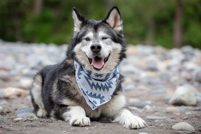 YUKI, an adoptable Alaskan Malamute in Seattle, WA, 98175 | Photo Image 2