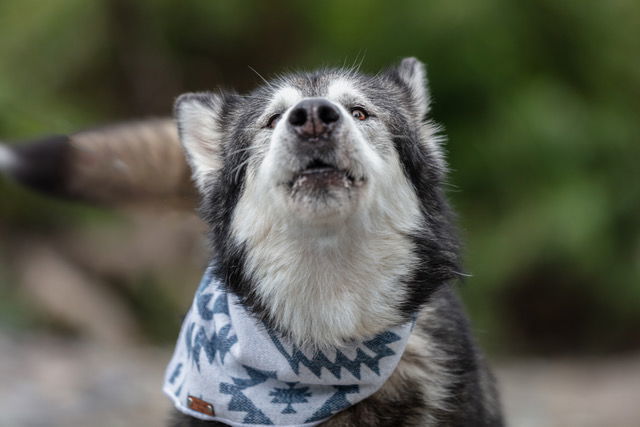 YUKI, an adoptable Alaskan Malamute in Seattle, WA, 98175 | Photo Image 3