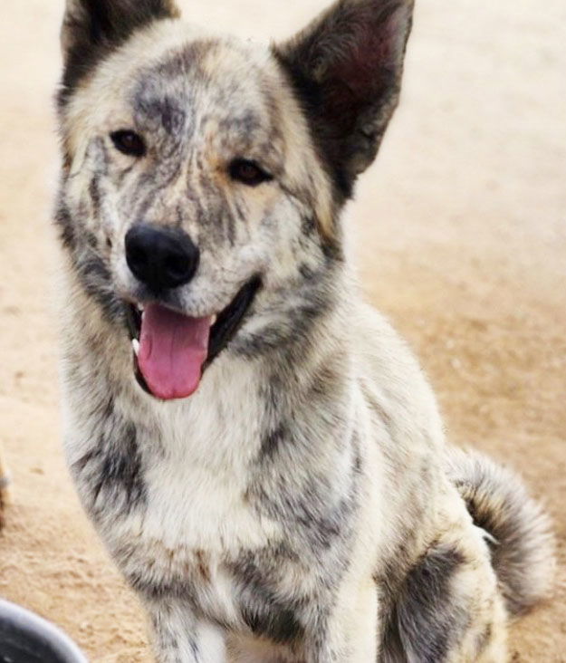 Ernie, an adoptable Akita, German Shepherd Dog in Romoland, CA, 92585 | Photo Image 1