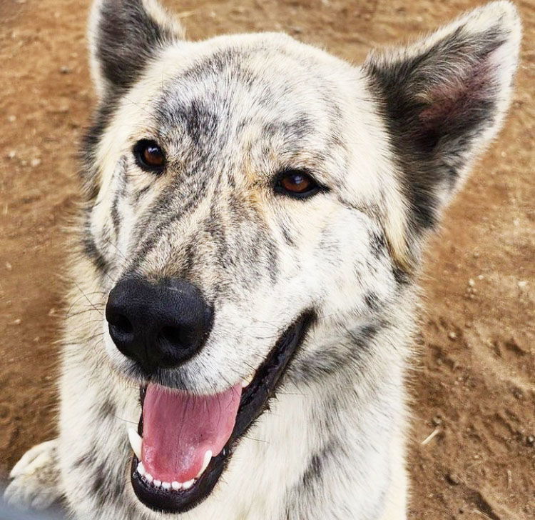 Ernie, an adoptable Akita, German Shepherd Dog in Romoland, CA, 92585 | Photo Image 2