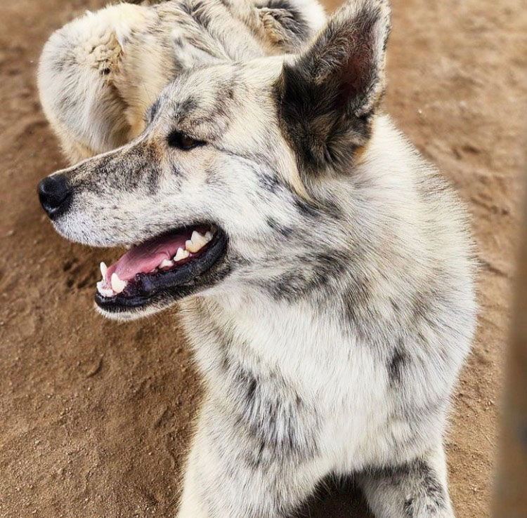 Ernie, an adoptable Akita, German Shepherd Dog in Romoland, CA, 92585 | Photo Image 3