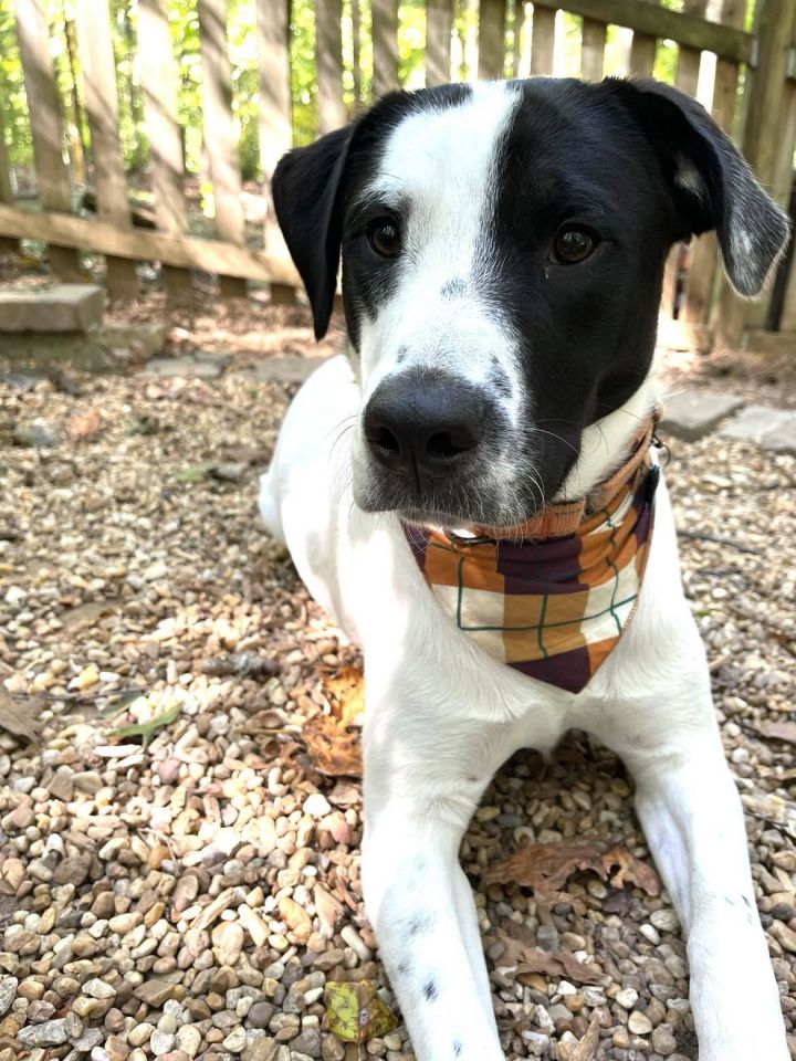Bernard, an adoptable Labrador Retriever Mix in Cumming, GA_image-3