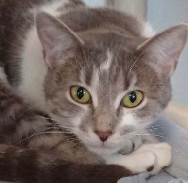 Helen, an adoptable Domestic Short Hair in Saginaw, MI, 48604 | Photo Image 1