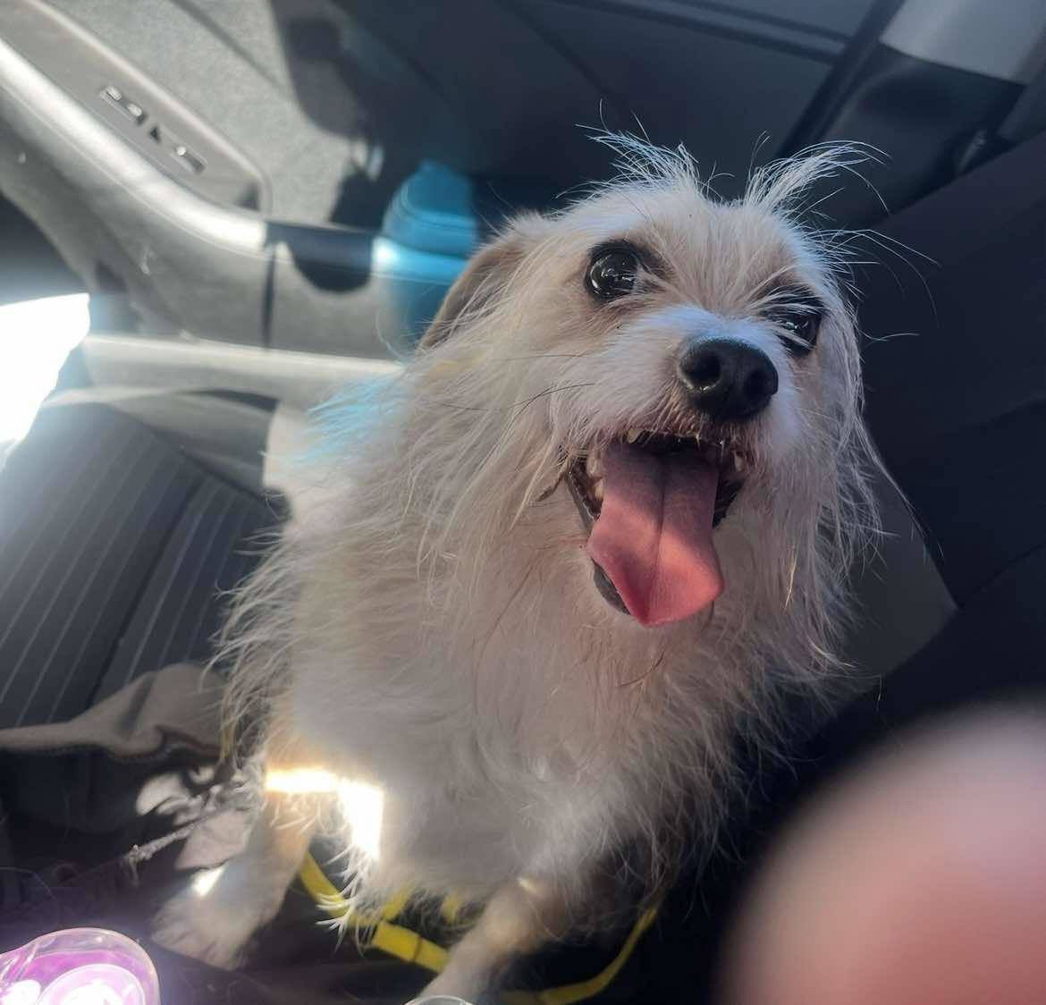 Scottie, an adoptable Terrier in Modesto, CA, 95355 | Photo Image 1