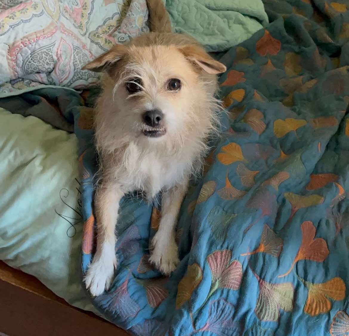 Scottie, an adoptable Terrier in Modesto, CA, 95355 | Photo Image 2