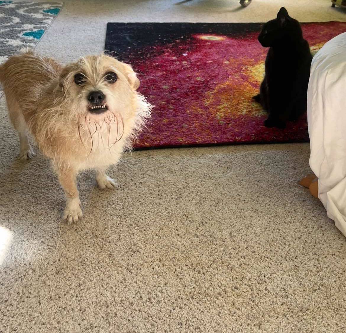 Scottie, an adoptable Terrier in Modesto, CA, 95355 | Photo Image 3
