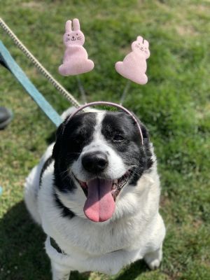 Corinna Border Collie Dog