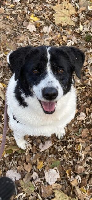 Corinna Border Collie Dog