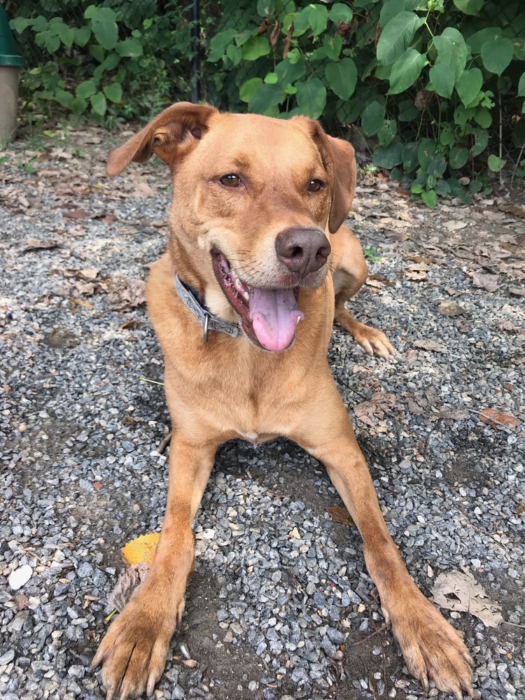 Logan, an adoptable Vizsla in Elmsford, NY, 10523 | Photo Image 1