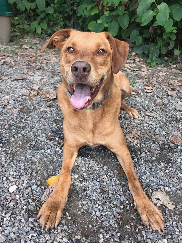 Logan, an adoptable Vizsla in Elmsford, NY, 10523 | Photo Image 2