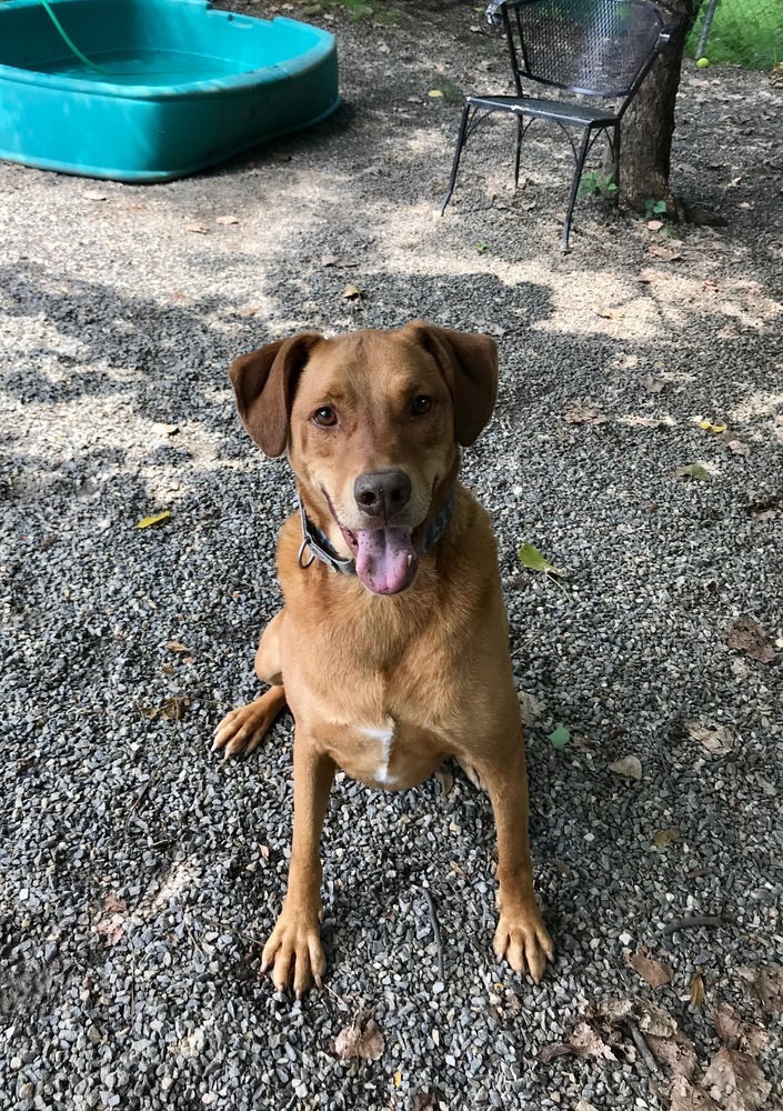 Logan, an adoptable Vizsla in Elmsford, NY, 10523 | Photo Image 3