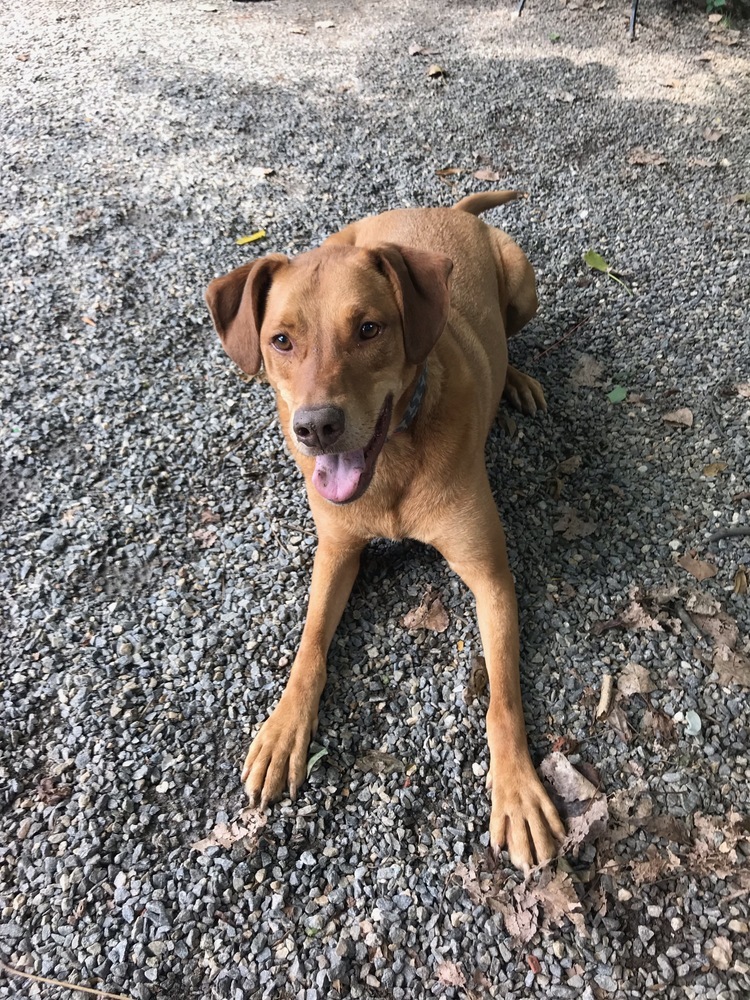 Logan, an adoptable Vizsla in Elmsford, NY, 10523 | Photo Image 4