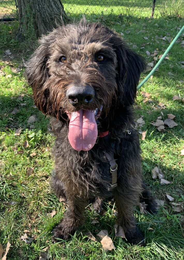 Cash, an adoptable Labrador Retriever, Poodle in Elmsford, NY, 10523 | Photo Image 1