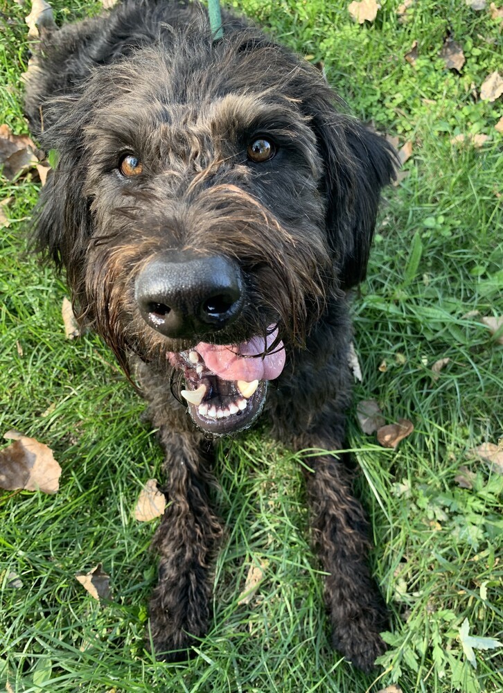 Cash, an adoptable Labrador Retriever, Poodle in Elmsford, NY, 10523 | Photo Image 2