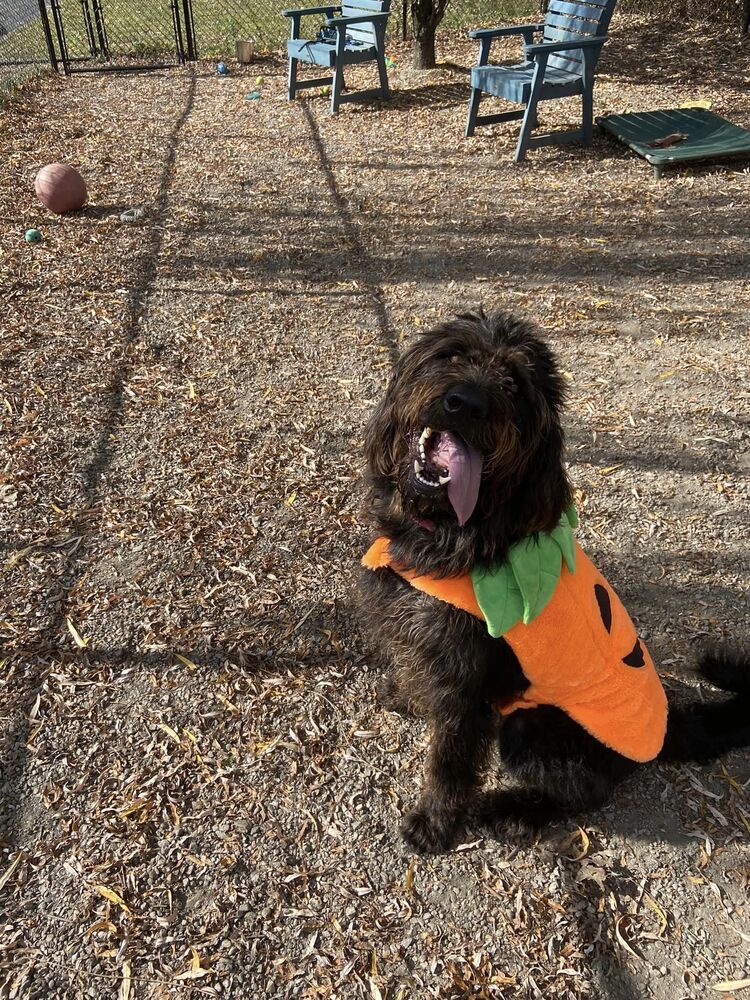 Cash, an adoptable Labrador Retriever, Poodle in Elmsford, NY, 10523 | Photo Image 3