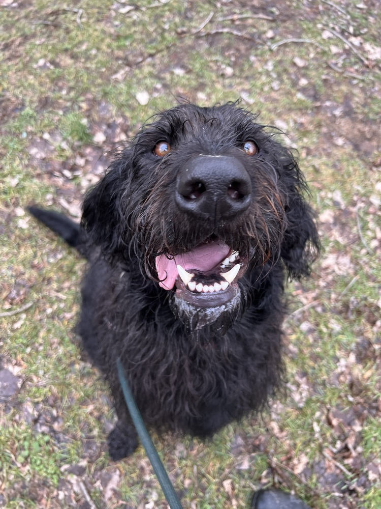 Cash, an adoptable Labrador Retriever, Poodle in Elmsford, NY, 10523 | Photo Image 4