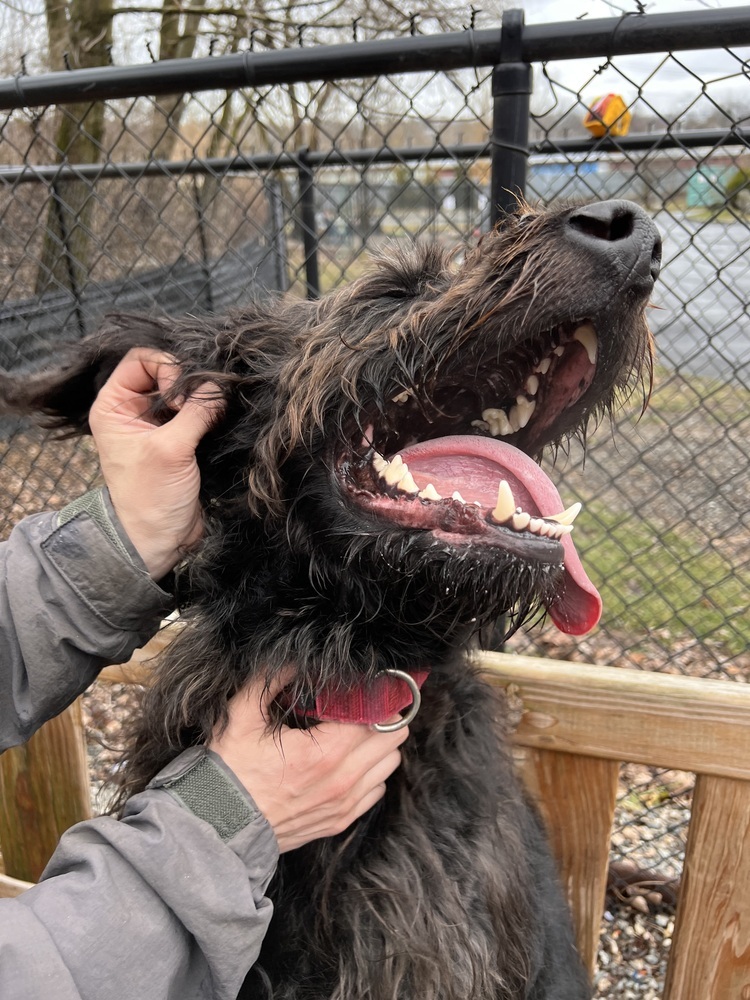 Cash, an adoptable Labrador Retriever, Poodle in Elmsford, NY, 10523 | Photo Image 5