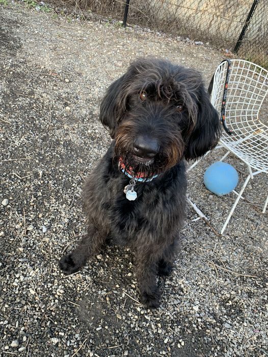 Cash, an adoptable Labrador Retriever, Poodle in Elmsford, NY, 10523 | Photo Image 6