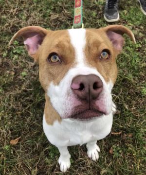 Chip American Bulldog Dog