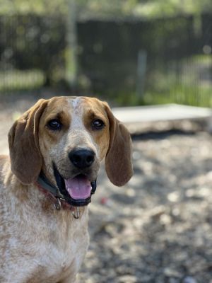 Davy Hound Dog