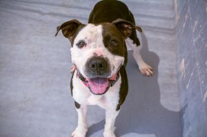 Cowboy Mixed Breed Dog