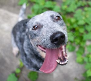 Blossom Australian Cattle Dog / Blue Heeler Dog