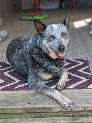 Blossom Australian Cattle Dog / Blue Heeler Dog