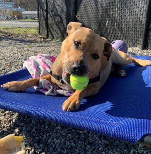 Candy Catahoula Leopard Dog Dog