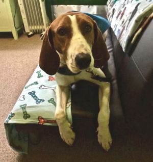 Ollie Treeing Walker Coonhound Dog