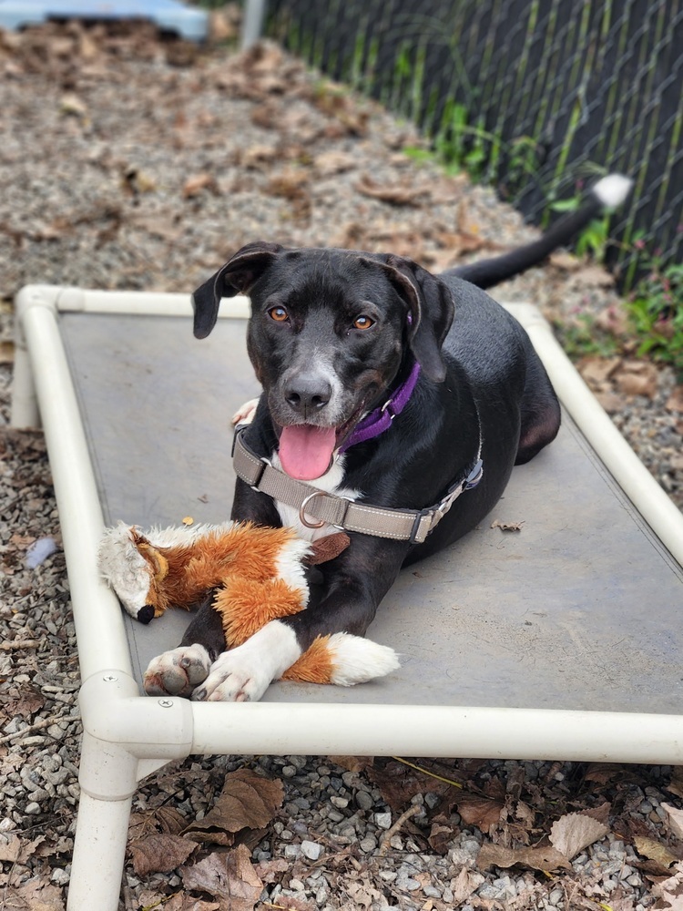 Dog for adoption Al, a Labrador Retriever Mix in Elmsford, NY Petfinder