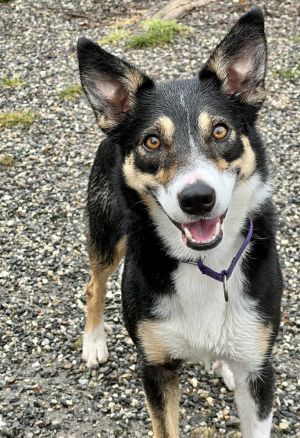 Bella Border Collie Dog