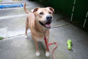 Peanut Labrador Retriever Dog