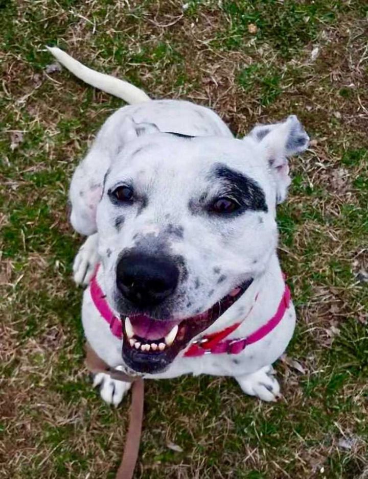 American staffordshire terrier dalmatian 2024 mix