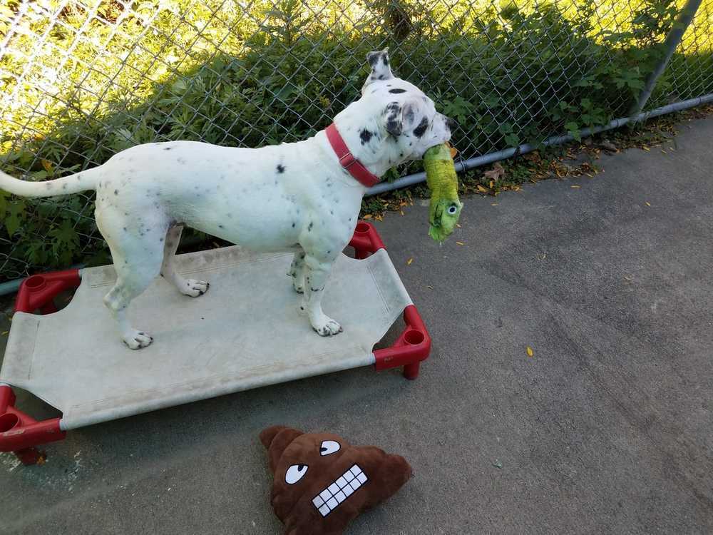 Smores, an adoptable American Staffordshire Terrier, Dalmatian in Elmsford, NY, 10523 | Photo Image 2