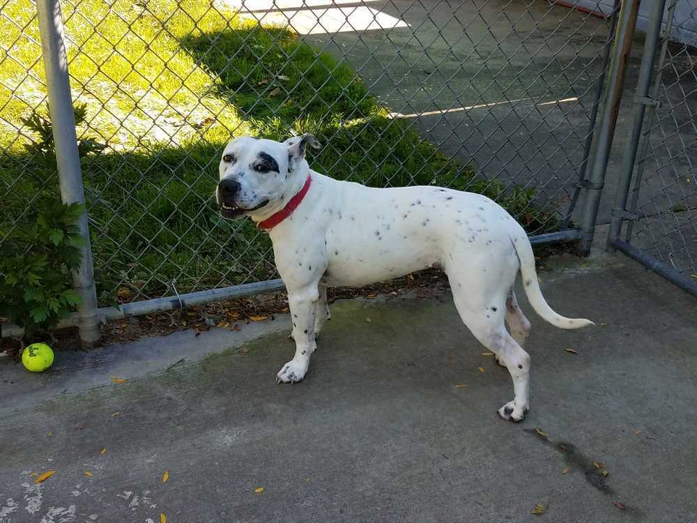 Smores, an adoptable American Staffordshire Terrier, Dalmatian in Elmsford, NY, 10523 | Photo Image 4