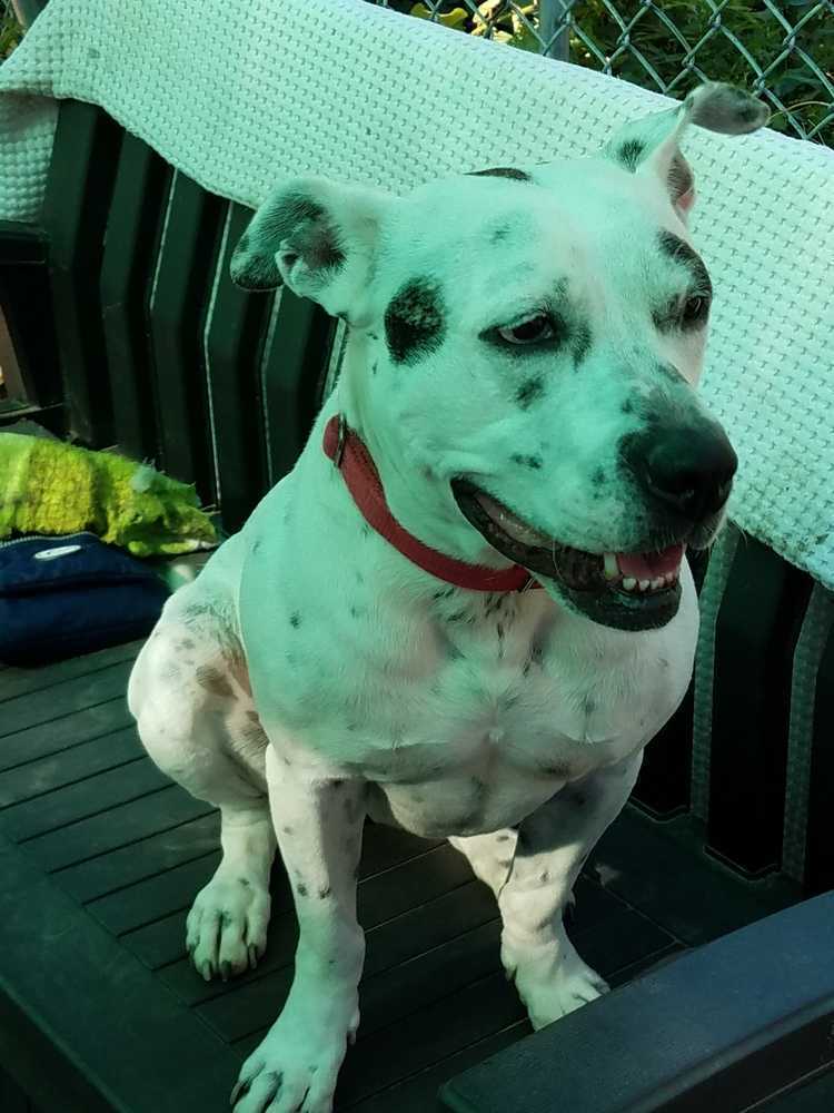 Smores, an adoptable American Staffordshire Terrier, Dalmatian in Elmsford, NY, 10523 | Photo Image 5