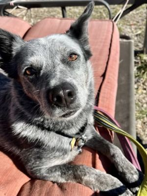 Bryce Australian Cattle Dog / Blue Heeler Dog